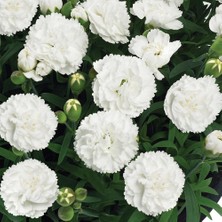 Serada Decor Plant Kokulu Beyaz Bodur Karanfil Bitkisi Dianthus Caryophyllus White