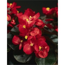 Serada Decor Plant Kırmızı Katlı Saksılı Begonya Çiçeği 30 cm