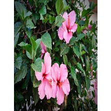 Serada Decor Plant Japon Gülü Hibiscus Pembe Renk Çiçekli Kalın Yapraklı Ithal Iç Mekan Bitkisi