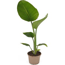 Serada Decor Plant Starliçe - Beyaz Cennet Kuşu 50 -60 cm (Strelitzia Nicolai) Iç Mekan Bitkisi