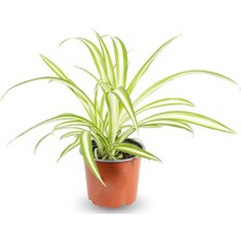 Serada Decor Plant Kurdele Çiçeği Chlorophytum Comosum Variegatum