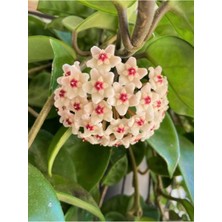 Serada Decor Plant Mum Çiçeği Beyaz Renk (Hoya Carnosa) Kokulu 1.kalite