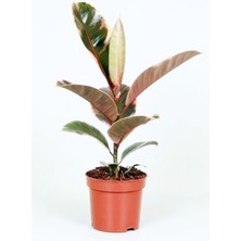 Serada Decor Plant Ficus Elastica Belize - Pembe Alacalı Kauçuk Çiçeği - Ev Ofis Salon Iç Mekan Bitkisi - 50 cm