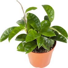 Serada Decor Plant Mum Çiçeği Hoya Carnosa Fidesi Köklenmiş Saksıda