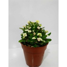 Serada Decor Plant Beyaz Dikenler Tacı Euphorbia Milii