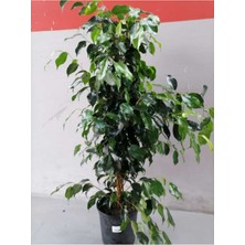 Serada Decor Plant Ficus Benjamin Yeşil Yapraklı Canlı Ev ve Ofis Bitkisi