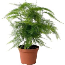 Serada Decor Plant  Asparagus Setaceus - Tül Çiçeği - Kuşkonmaz - Ev Ofis Salon Iç Mekan Bitkisi