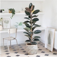 Serada Decor Plant Kauçuk Bitkisi Çift Dal 100CM