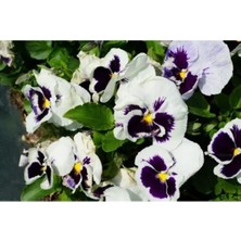 Serada Decor Plant 10 Adet Beyaz Mor Hercail Menekşe Çiçeği Fidanı Fidesi 5 cm 15 cm
