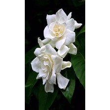 Serada Decor Plant Gardenya Yoğun Kokulu Gardenia Jasmionides Ev Ofis Salon Bitkisi Büyük Saksılı