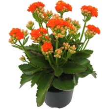 Serada Decor Plant Turuncu Çiçekli Kalanşo ( Kalanchoe ) Çiçeği Ithal Büyük Boy