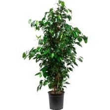 Serada Decor Plant Ficus Benjamin Salon Bitkisi 60-100CM