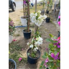 Serada Decor Plant Begonvil Sarmaşığı Set 4 Adet (Kırmızı Pembe Turuncu Beyaz ) Bol Çiçekli Balkon Çiçeği/bahçe Çiçeği