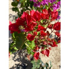 Serada Decor Plant Begonvil Sarmaşığı Set 4 Adet (Kırmızı Pembe Turuncu Beyaz ) Bol Çiçekli Balkon Çiçeği/bahçe Çiçeği