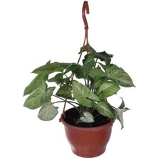 Serada Decor Plant Melek Kanadı Çiçeği - Ok Başı Sarmaşığı (Syngonium) Askılı Saksı'da