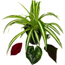 Serada Decor Plant Chlorophytum Comosum Kurdele Çiçeği