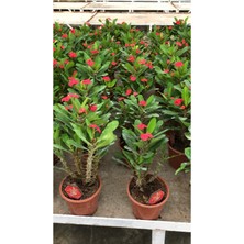 Serada Decor Plant Dikenler Tacı Çiçekli Ithal Hollanda Bitkisi