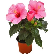 Serada Decor Plant Japon Gülü Hibiscus Pembe Renk Çiçekli Kalın Yapraklı Ithal