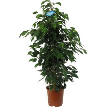 Serada Decor Plant Benjamin Bitkisi Salon Bitkisi