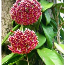 Serada Decor Plant Mum Çiçeği Pembe(Fuşya)(Hoya Carnosa) Kokulu 1.kalite 9 cm Saksıda