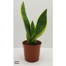 Serada Decor Plant Paşa Kılıcı Sansevaria Peygamber Kılıç Çiçeği 35 cm