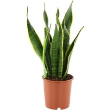 Serada Decor Plant Ithal Paşa Kılıcı Sansevaria Peygamber Kılıç Çiçeği 40 cm