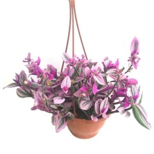 Serada Decor Plant Telgraf Çiçeği Askılı Saksı, Pembe