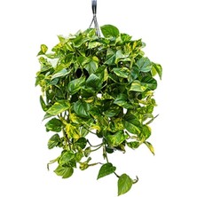 Serada Decor Plant  Pothos Sarmaşığı Askılı Saksıda Bitkisi Potos Ev Bitkisi Ofis Salon Bitkisi