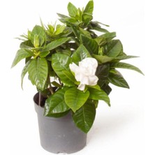 Serada Decor Plant  Gardenya Jasminoides Kokulu Gardenya Ev ve Ofis Bitkisi  30 cm 1.kalite