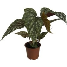 Serada Decor Plant Çilli Begonya