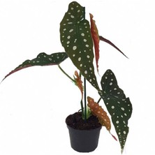 Serada Decor Plant Begonia Maculata - Çilli Begonya 12 cm Saksı