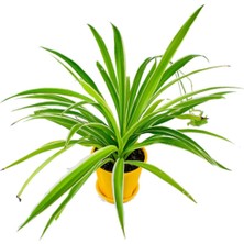 Serada Decor Plant Kurdele Çiçeği Chlorophytum