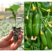 Serada Decor Plant Badem F1 Badem Salatalık Fidesi 8 Adet