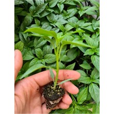 Serada Decor Plant Cin Biber Fidesi 10 Adet