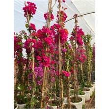 Serada Decor Plant Begonvil Sarmaşığı Set 4 Adet (Kırmızı Pembe Turuncu Beyaz ) Bol Çiçekli Balkon Çiçeği/bahçe Çiçeği