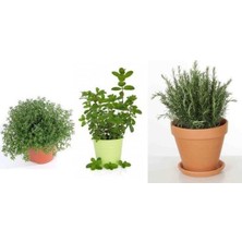 Serada Decor Plant Saksılı Kekik Nane Biberiye Üçlü Set 10-20 cm