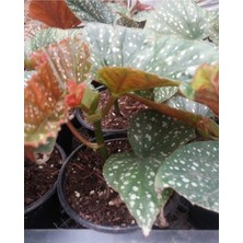 Serada Decor Plant Çilli Begonya