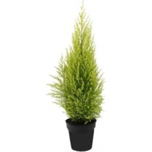 Serada Decor Plant Limon Servi Çamı 35-40 cm Saksılı