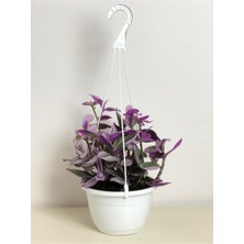 Serada Decor Plant Tradescantia Nanouk (Pembe Telgraf Çiçeği)