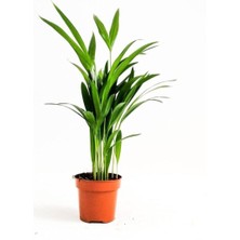 Serada Decor Plant Serada Decor&plant Areka Palmiyesi Ev Ofis Salon Bitkisi -Salon Palmiyesi 30-40  cm