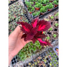 Serada Decor Plant Velvet Red Coleus Mini Yaprak Güzeli Kolyoz Çiçeği 5.5 cm Saksıda