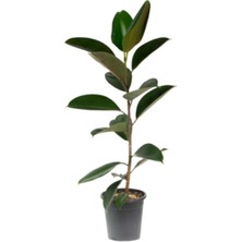 Serada Decor Plant Ficus Elastika - Kauçuk Bitkisi 100 cm Tek Kök