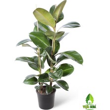 Serada Decor Plant Kauçuk Bitkisi Ikili (80-90 Cm)
