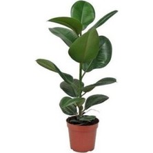 Serada Decor Plant Kauçuk Bitkisi 50 60 cm Ev Bitkisi Ofis Bitkisi Salon Bitkisi Iç Mekan Bitki