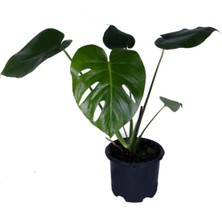 Serada Decor Plant Deve Tabanı - Monstera Deliciosa - Bitki Boyu 30-40 cm