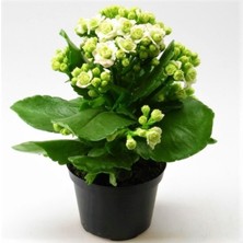 Serada Decor Plant Beyaz Çiçekli Kalanşo ( Kalanchoe ) Çiçeği Ithal Büyük Boy