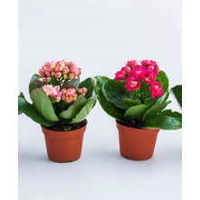 Serada Decor Plant Mini Kalanşo 2.adet Mini Boy 5,5 Saksıda