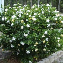 Serada Decor Plant Gardenya Çiçeği, 20-30 Cm. Gardenia Jasminoides