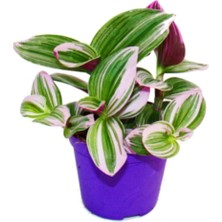 Serada Decor Plant Ithal Telgraf Çiçeği Nanouk Tradescantia