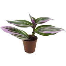 Serada Decor Plant Ithal Telgraf Çiçeği Nanouk Tradescantia